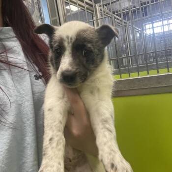 Terrier and Mixed Breed Dogs Available for Adoption in Spokane, Washington - Maple | PetCurious