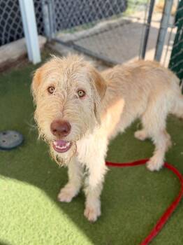 SpaghettiO -  Poodle and Mixed Breed Dog for Adoption in Fruit Heights, Utah - SpaghettiO | PetCurious