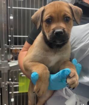 Rescue Shepherd Dogs for Adoption in Tehachapi, California - Carl | PetCurious