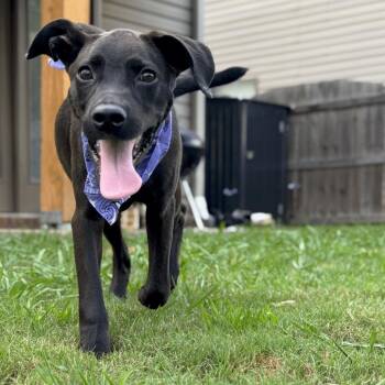 Citronella D26-179 -  Labrador Retriever and Mixed Breed Dog for Adoption in Lebanon, Tennessee - Citronella D26-179 | PetCurious