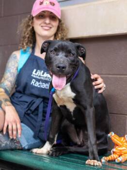 Nathaniel -  Mixed Breed Dog for Adoption in Chamblee, Georgia - Nathaniel | PetCurious