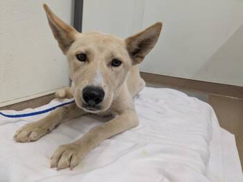 Rescue German Shepherd Dog Dogs for Adoption in Hayward, California - CREPE | PetCurious