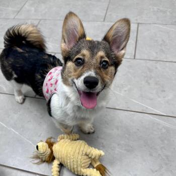 Corgi and Pomeranian Dogs Available for Adoption - Cha Cha | PetCurious