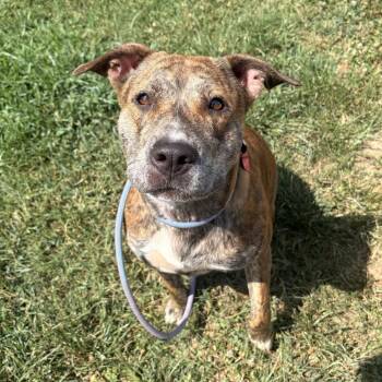 Andrina -  Mixed Breed Dog for Adoption in Greenville, South Carolina - Andrina | PetCurious