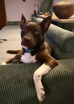 Piper-CO -  Chocolate Labrador Retriever and American Staffordshire Terrier Dog for Adoption in Magnolia, Texas - Piper-CO | PetCurious