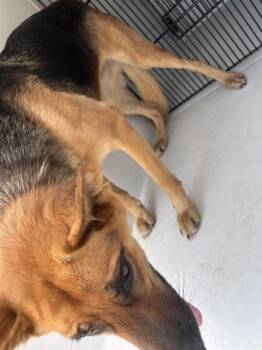 A661458 -  German Shepherd Dog Dog for Adoption in Houston, Texas - A661458 | PetCurious