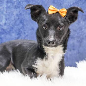 Rescue Terrier Dogs for Adoption in Casa Grande, Arizona - Rain | PetCurious
