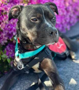 Gal -  Mixed Breed Dog for Adoption in West Chester, Pennsylvania - Gal | PetCurious