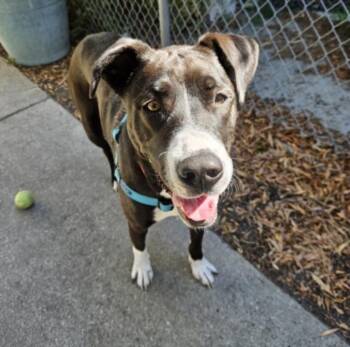 LOUIE -  Pit Bull Terrier Dog for Adoption in Hayward, California - LOUIE | PetCurious