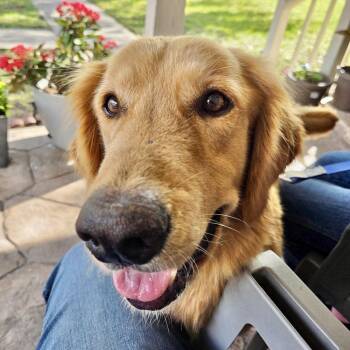 Golden Retriever Dogs Available for Adoption - Arkey | PetCurious