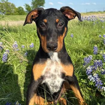 Fudge -  Doberman Pinscher and Terrier Dog for Adoption in Bloomfield, Connecticut - Fudge | PetCurious