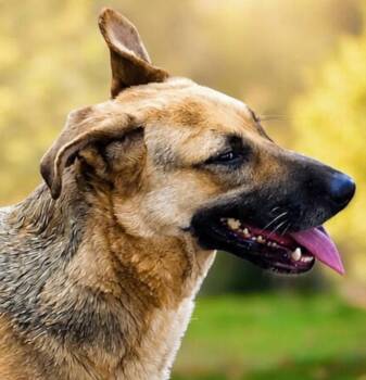 Ms. Sunshine Sasha -  German Shepherd Dog Dog for Adoption in Ridgefield, Washington - Ms. Sunshine Sasha | PetCurious