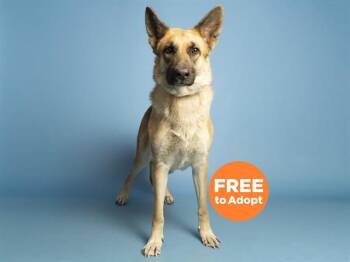 German Shepherd Dog Dogs Available for Adoption in Phoenix, Arizona - XEENA | PetCurious