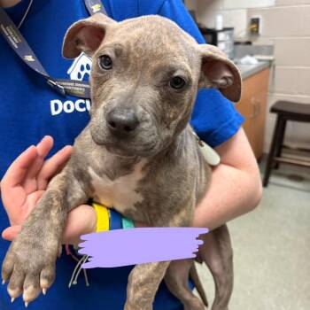 Pit Bull Terrier Dogs Available for Adoption in Wilmington, Delaware - Pumpkin | PetCurious