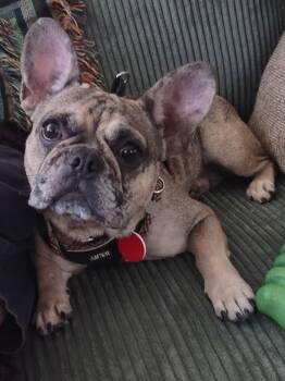 May -  French Bulldog Dog for Adoption in Portland, Oregon - May | PetCurious