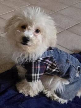 Maltipoo Dogs Available for Adoption in Fallbrook, California - Piper | PetCurious