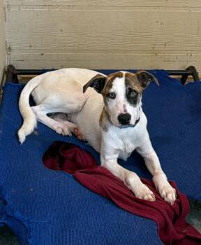 Hank -  Mixed Breed Dog for Adoption in Ruston, Louisiana - Hank | PetCurious