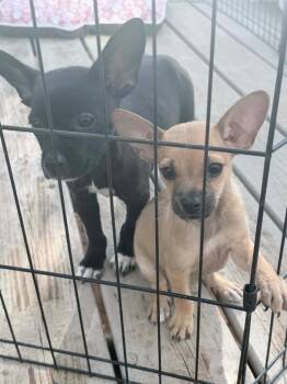 Chihuahua Dogs Available for Adoption in Bristol, Wisconsin - Peanut | PetCurious