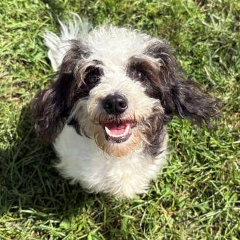 Faith -  Shih Tzu and Mixed Breed Dog for Adoption in East Hanover, New Jersey - Faith | PetCurious