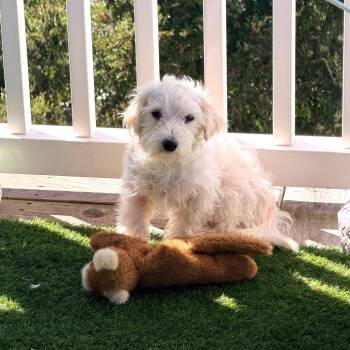 Fusilli -  Maltese and Terrier Dog for Adoption in Wake Forest, North Carolina - Fusilli | PetCurious