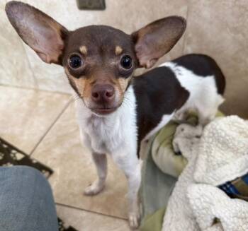 Reece -  Rat Terrier Dog for Adoption in Larkfield-wikiup, California - Reece | PetCurious
