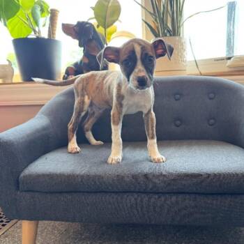 Lasagna -  Jack Russell Terrier and Chihuahua Dog for Adoption in Philadelphia, Pennsylvania - Lasagna | PetCurious