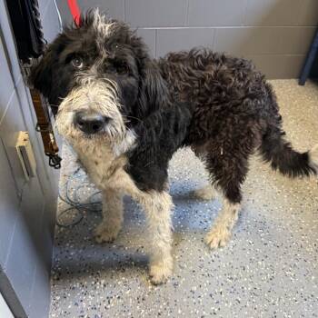 Lombardi -  Poodle and Mixed Breed Dog Available for Adoption in Tuscaloosa, Alabama - Lombardi | PetCurious