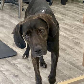 Asher -  Labrador Retriever and Plott Hound Dog for Adoption in New Orleans, Louisiana - Asher | PetCurious