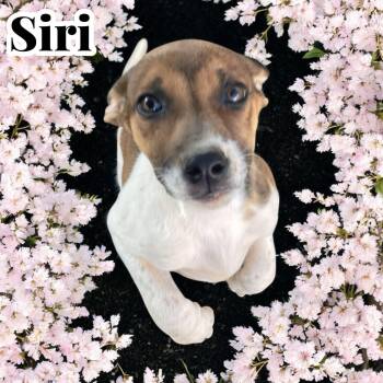 Rescue Terrier Dogs for Adoption in Chuckey, Tennessee - Siri - NJ | PetCurious