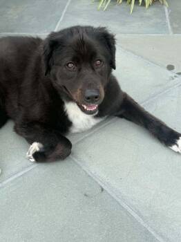 Kai -  Mixed Breed Dog for Adoption in Wayne, New Jersey - Kai | PetCurious