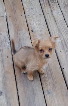 Clementine -  Mixed Breed Dog for Adoption in Oakland, California - Clementine | PetCurious