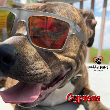 Rescue Boxer and Pit Bull Terrier Dogs for Adoption in Council Bluffs, Iowa - Cypress AKA Silas (Courtesy Post) | PetCurious