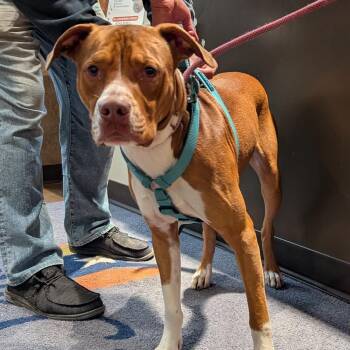 Pit Bull Terrier and Boxer Dogs Available for Adoption - Dutch | PetCurious