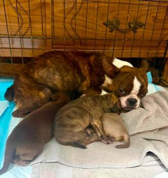 Lizzy -  Boston Terrier Dog for Adoption in El Dorado, Arkansas - Lizzy | PetCurious