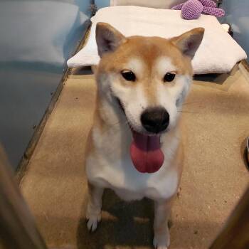 Shiba Inu Dogs Available for Adoption - Manta | PetCurious