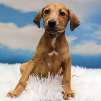 Sells -  Mixed Breed Dog for Adoption in Casa Grande, Arizona - Sells | PetCurious