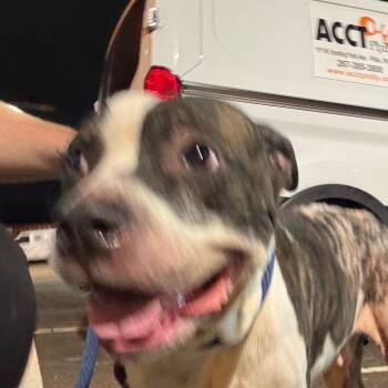 Shawarma -  Pit Bull Terrier Dog for Adoption in Philadelphia, Pennsylvania - Shawarma | PetCurious