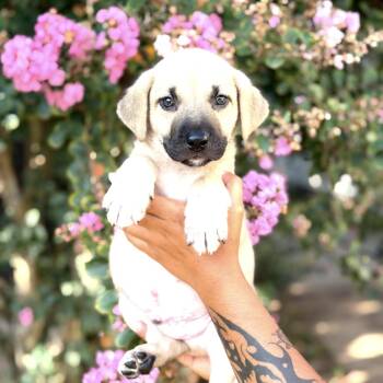 Boss -  Yellow Labrador Retriever Dog for Adoption in South Saint Paul, Minnesota - Boss | PetCurious