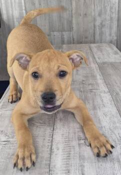 Rex -  Mixed Breed Dog for Adoption in Shreveport, Louisiana - Rex | PetCurious
