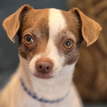 Gru -  Chihuahua Dog for Adoption in Normal, Illinois - Gru | PetCurious