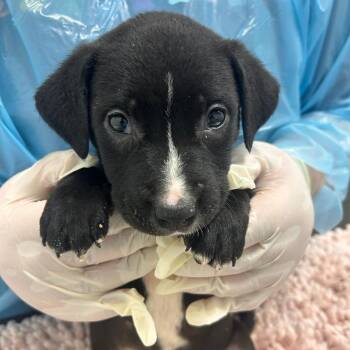 Mixed Breed Dogs Available for Adoption - Eagle | PetCurious