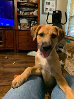 Mikey -  Mixed Breed Dog for Adoption in Orlando, Florida - Mikey | PetCurious