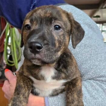 Rescue Mixed Breed Dogs for Adoption in Las Vegas, Nevada - Big Feet OS AZ | PetCurious