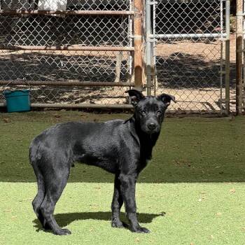 Grassy Wizard -  Black Labrador Retriever Dog for Adoption in Ojai, California - Grassy Wizard | PetCurious