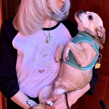 Rescue Chihuahua and Pug Dogs for Adoption in Edgewood, New Mexico - Angel | PetCurious