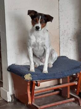 Bridget -  Mixed Breed Dog Available for Adoption in Polson, Montana - Bridget | PetCurious
