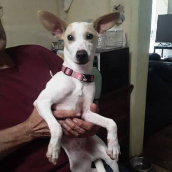 Rescue Terrier and Mixed Breed Dogs for Adoption in Shorewood, Illinois - Ghost | PetCurious