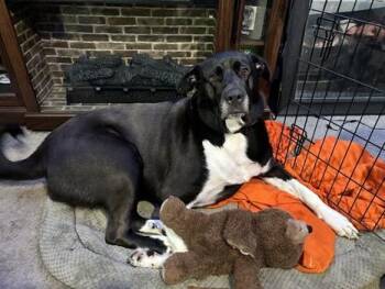 Black Labrador Retriever and Great Pyrenees Dogs Available for Adoption in Conroe, Texas - Roxie | PetCurious