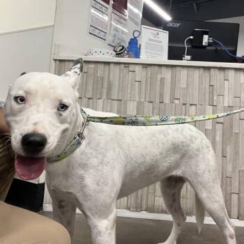 Coco -  Husky and Mixed Breed Dog for Adoption in Tampa, Florida - Coco | PetCurious