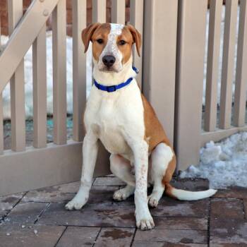 Mixed Breed Dogs Available for Adoption - Simon | PetCurious